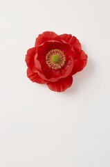 Red flower with a green center