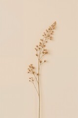 Single flower stem is shown on a white background