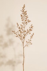 Tall, thin, brown flower with a stem