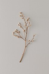 Single branch of a plant with a few leaves on it