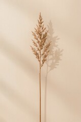 Tall, thin stalk of grass is standing upright on a white background