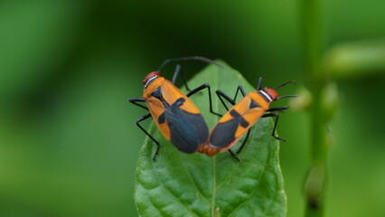Mating Red Cotton Bugs Dysdercus cingulatus on Green Leaf