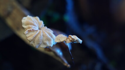 Split Gill Mushroom Schizophyllum commune on Decaying Branch