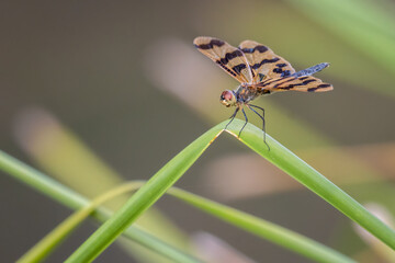 Rhyothemis graphiptera (Graphic or banded flutterer), Sydney, NSW. Beautiful Australian dragonfly in summer.