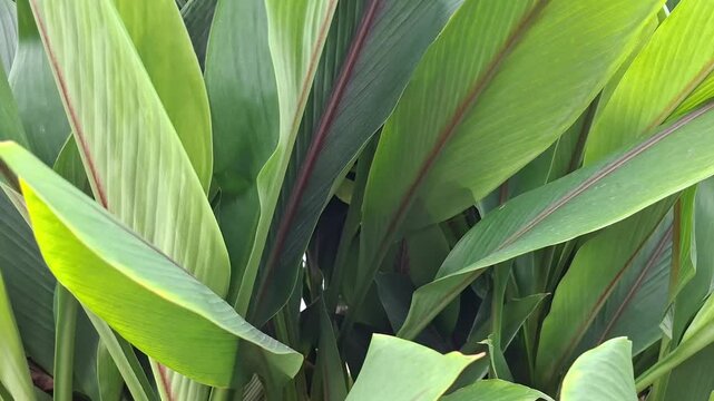 leaves of the white turmeric plant