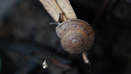 Land Snail Sarika resplendens Crawling on Textured Dry Leaf