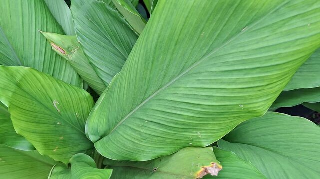 Fresh Green Turmeric Leaves In Tropical Herb Garden