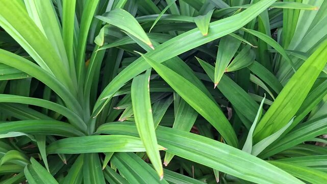 bunch Pandanus amaryllifolius pandan leaves plant
