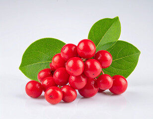 열매-빨간 열매-베리-앵두-버찌-야생 열매-잎-나뭇잎