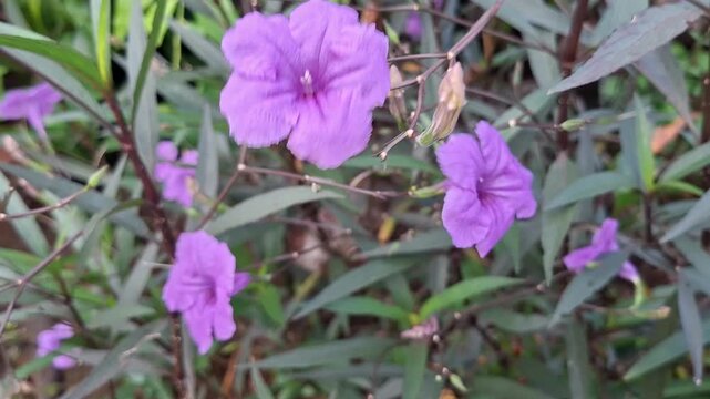  Purple Ruellia simplex flower in the garden