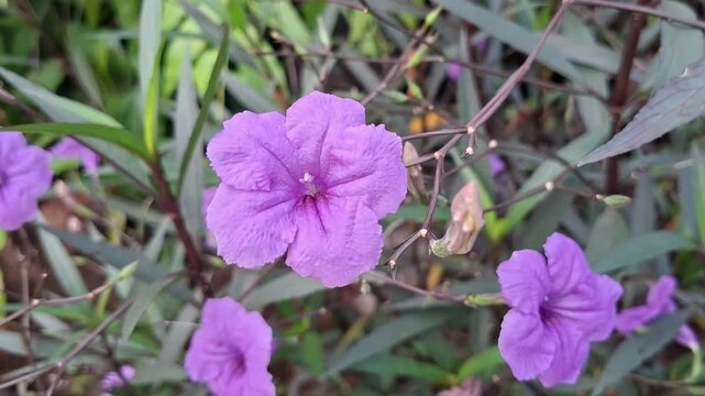  Purple Ruellia simplex flower in the garden