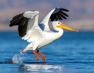 Bird taking flight from blue water. Background reveals mountains and sky