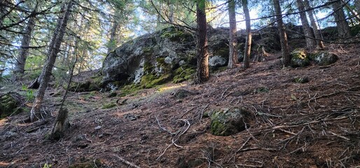 Obraz premium old tree stump