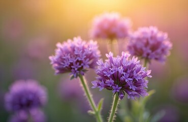 Obraz premium Close up photo of Verbena bonariensis flowers in the sun. Purple flowers bloom in the garden. Floral background with blur. Floral details for art projects.