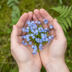 Child holding delicate blue forget me not flowers in cupped hands. Concept of nature, care, spring, or Valentine love for greeting card.
