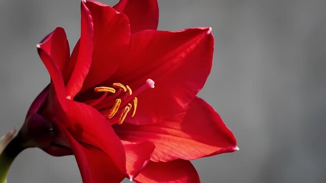 Time-Lapse of a Red Amaryllis Flower Blooming in Sequential Stages: A Blossom Unfolding