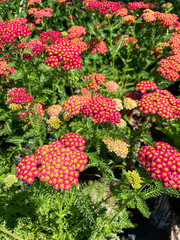Achillea millefolium Desert Eve blooming with vibrant red and yellow flowers © Zsanett