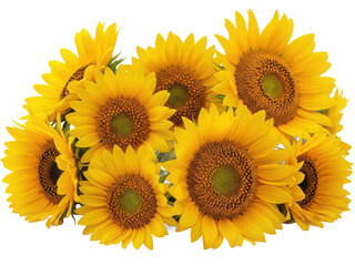 Fototapeta premium Bright sunflowers isolated on transparent background