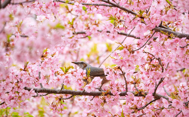 桜の海を渡る、春色に染まるヒヨドリの休息