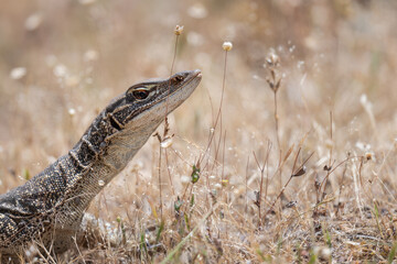 Sand goanna or Gould's monitor (Varanus gouldii), Western Australia