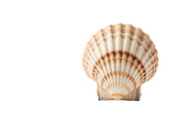Obraz premium Immaculate scallop shell, ribbed, light beige, creamy white, brown striped patterns, upright, transparent studio background with copy space, natural elegance, purity concept
