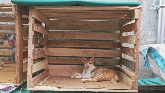 a cat is sitting and scratching its body in a wooden box