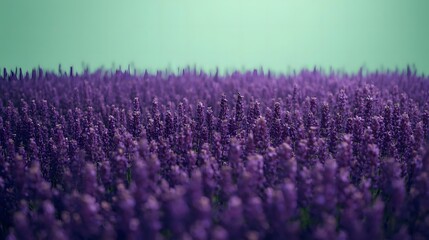 Endless Field Of Purple Lavender Flowers