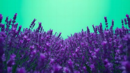 Vibrant Purple Lavender Field Under Green Sky