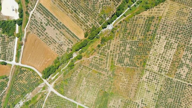 Lamia, Phthiotis, Greece. Olive trees, Summer. Drone footage, HEAD OVER SHOT
