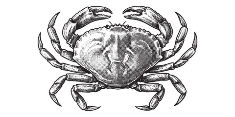 crab with pincers illustrated in a vintage black and white engraving style © trianatio