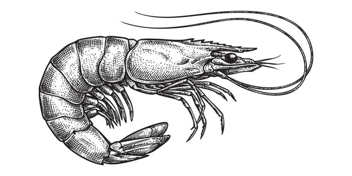 shrimp vintage black and white engraving style