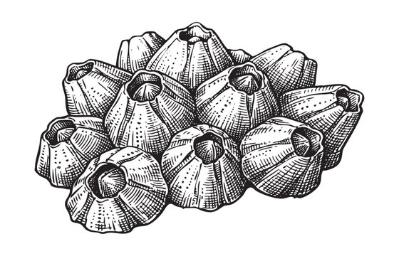 Dense cluster of marine barnacles illustrated in a vintage black and white engraving style.