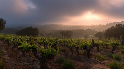 Fototapeta premium Golden sunset illuminates a misty vineyard landscape with rows of growing grape vines
