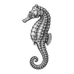 Seahorse Hand Drawn Vintage Engraving Style Illustration © trianatio