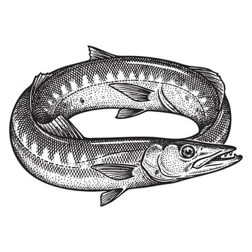 barracuda fish engraving illustration