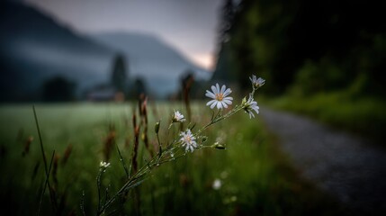 Delicate white wildflowers bloom in a tranquil meadow beside a path leading to misty hills at dawn