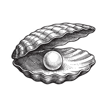 Open Oyster Shell Revealing a Pearl engraving vector illustration