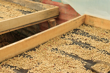 Coffee beans drying on traditional wooden drying bed