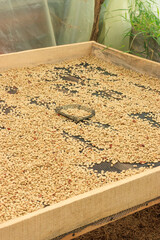 Coffee beans drying on traditional wooden drying bed