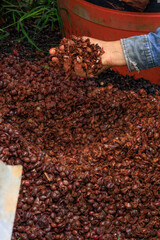 Hand holding coffee pulp during traditional coffee processing