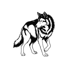 Wolf Illustration, Wolf Detailed Silhouette in white background