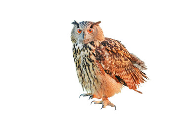 Beautiful standing Eurasian eagle-owl isolated on transparent background png file