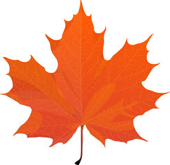 Awesome vector maple leaves isolated on white