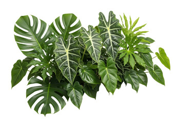 Fototapeta premium Lush, vibrant tropical green plants (Monstera, Alocasia, Fatsia, Philodendron) on a transparent, high-key background with soft studio light, concept of natural vitality and well-being