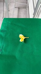 Single Yellow Plumeria Flower on Vibrant Green Fabric Surface