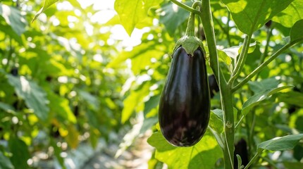 A vibrant close up captures a single glossy purple eggplant hanging from its stem amidst lush green foliage in a garden setting