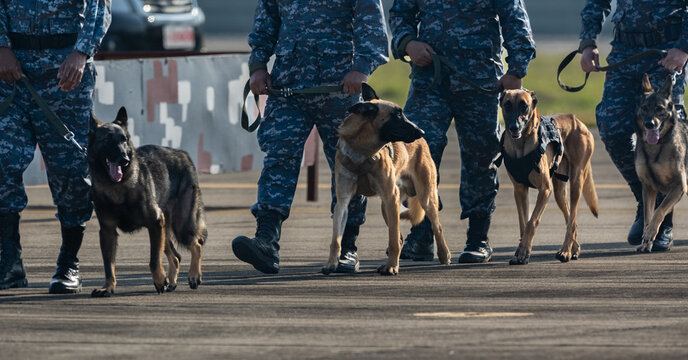 Police K9 dog with a handler training the bond and partnership in law enforcement.Smart police dog demonstrations to attack the enemy.K9 military dog unit.K-9 training service dogs for police.