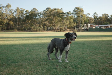 Black and white bordoodle dog at the park