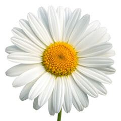 A close-up image of a single white daisy flower with a yellow center, set against a transparent background.