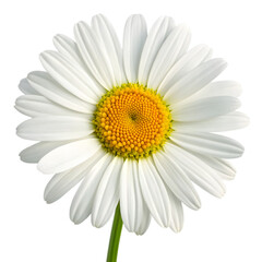 A close-up image of a single white daisy flower with a yellow center, set against a transparent background.